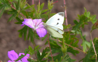 Cabbage White 
