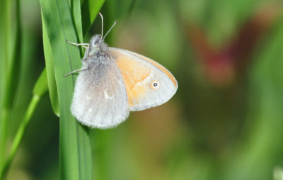 Common Ringlet 