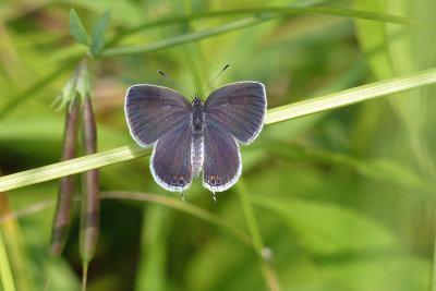 Eastern-tailed Blue 