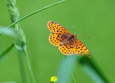 Meadow Fritillary 