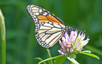 Monarch 