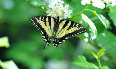 Canadian Tiger Swallowtail