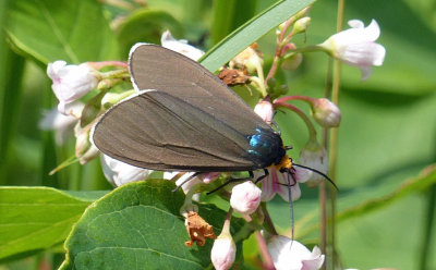 Virginia Ctenuchid Moth