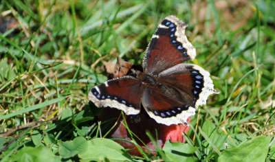 Mourning Cloak