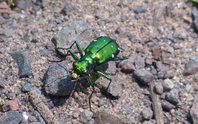 Tiger Beetle 