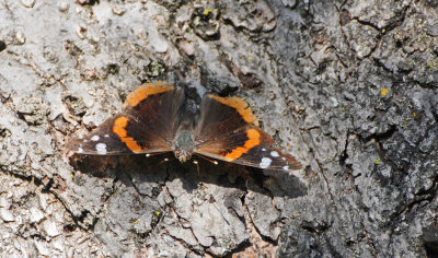Red-Admiral