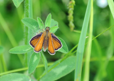 Least Skipper