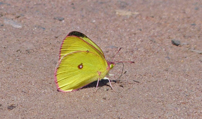 Pink-edged Sulphur