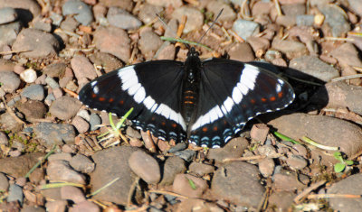 White Admiral 