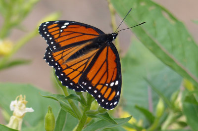 Viceroy