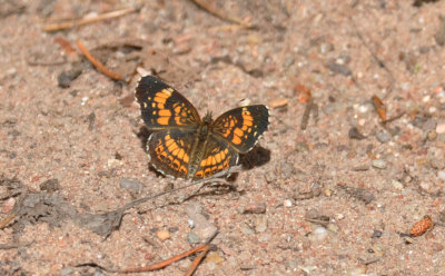 Silvery Checkerspot 