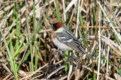 Bay-breasted Warbler 