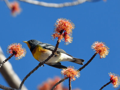 Northern Parula 