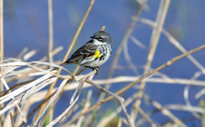 Yellow-rumped Warbler 