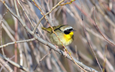 Common Yellowthroat 