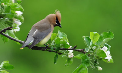 Cedar Waxwing 