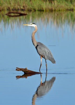 Great Blue Heron 