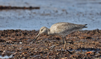 Willet 