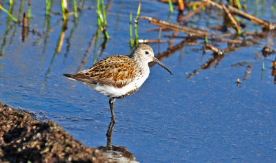 Dunlin 