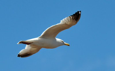 Herring Gull 