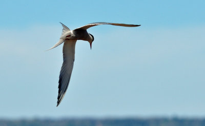 Common Tern 