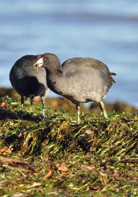 American Coot 