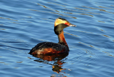 Horned Grebe 