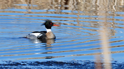 Red-breasted Merganser