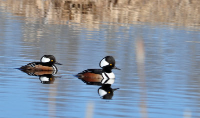 Hooded Merganser