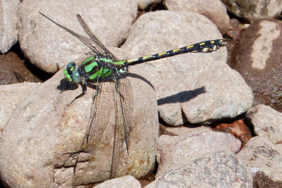Riffle Snaketail  