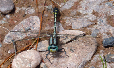 Midland Clubtail  