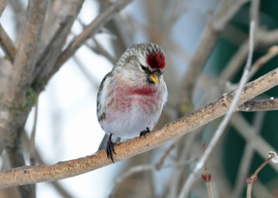 Common Redpoll 