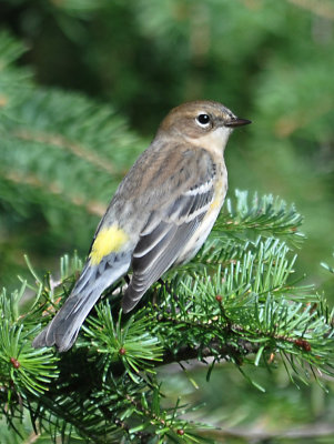 Yellow-rumped Warbler 