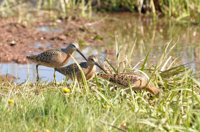 Short-billed Dowitchers 