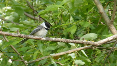 Black-capped Chickadee 