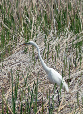 Great Egret