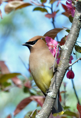 Cedar Waxwing 