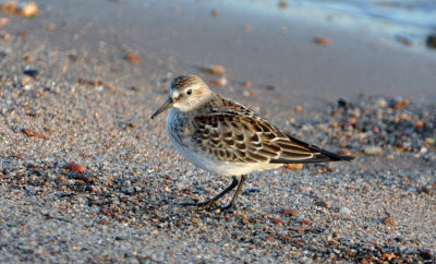 White-rumped Sandpiper