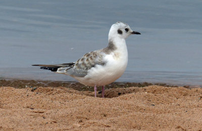 Bonapartes Gull 