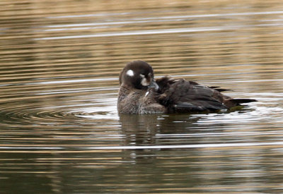 Harlaquin Duck 