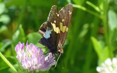Silver-spotted Skipper