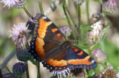 Milberts Tortoiseshell 