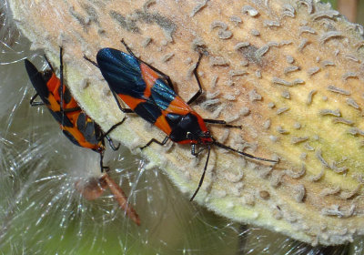 Large Milkweed Bug 