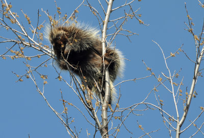 Porcupine