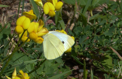 Cabbage White