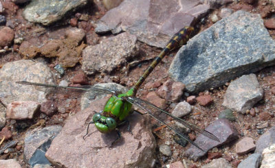 Rusty Snaketail