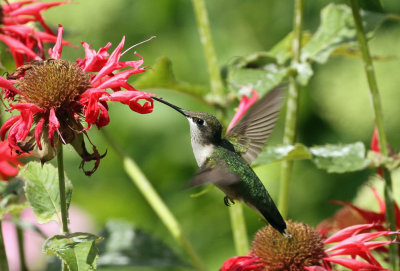 Ruby-throated Hummer