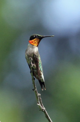 Ruby-throated Hummer 