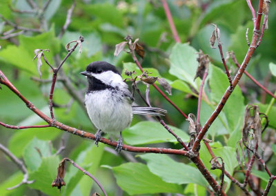 Black-capped Chickadee 