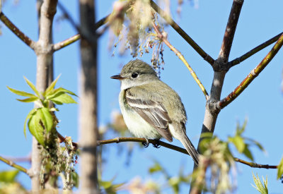 Alder Flycatcher 